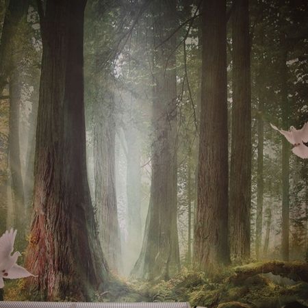 Schauraum Wald Wandtapete