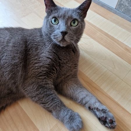 Kater Gray