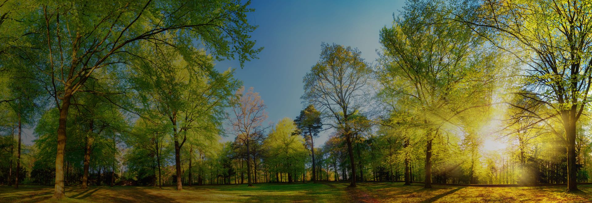 Wald mit einer Lichtung